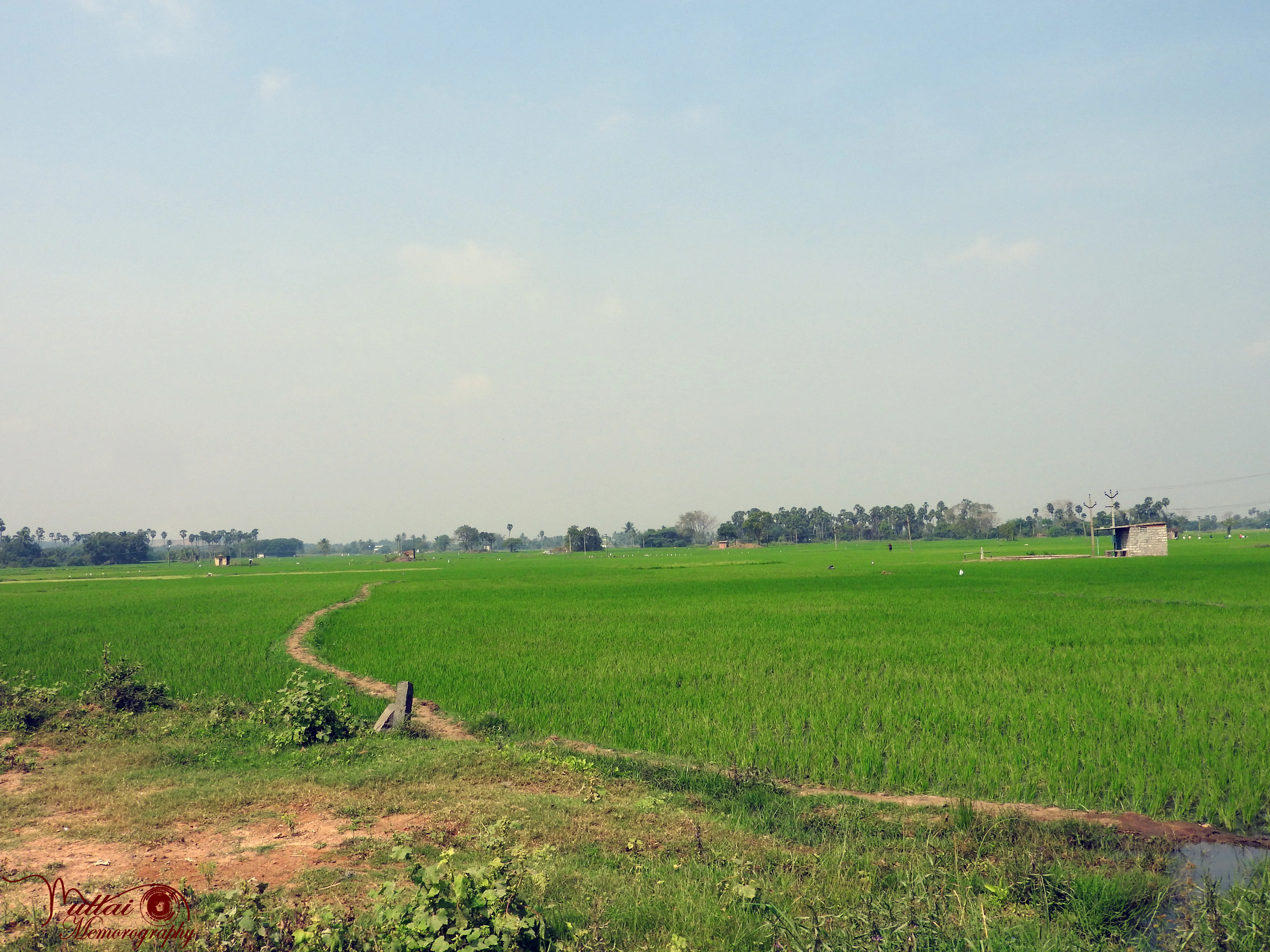 Agriculture Field